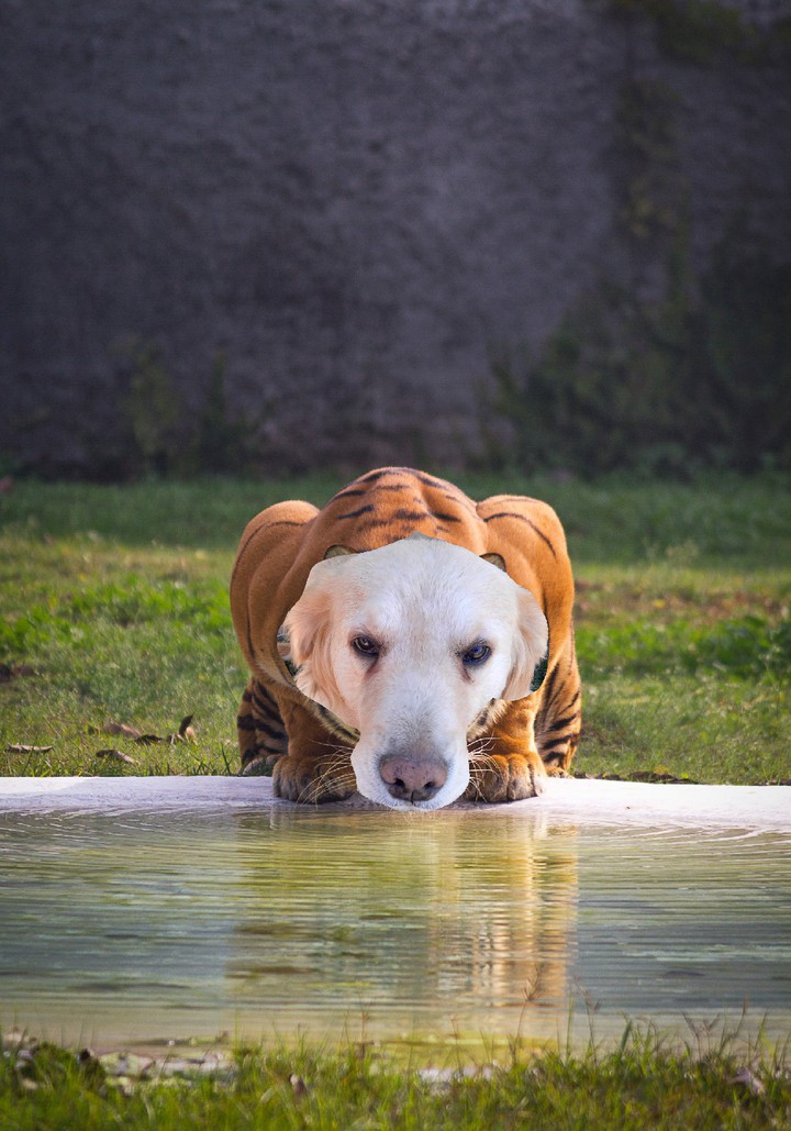 Woof or grrrrrr