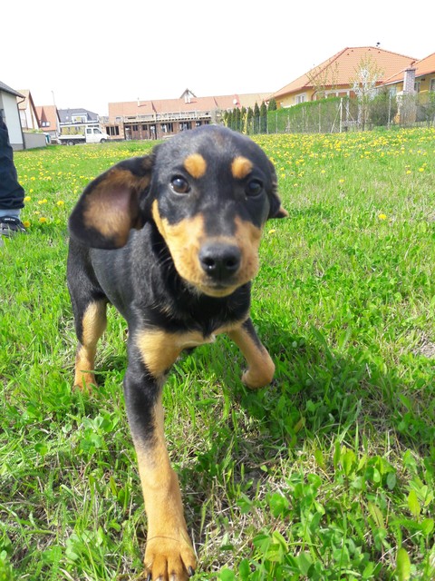 шпалери rottweiler, dog