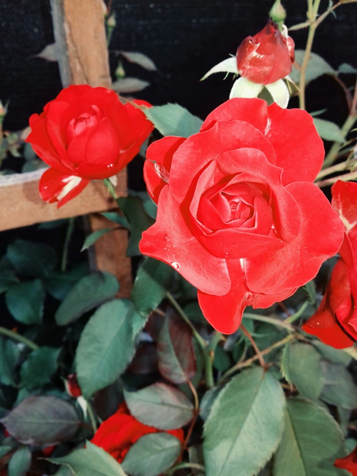 #rose