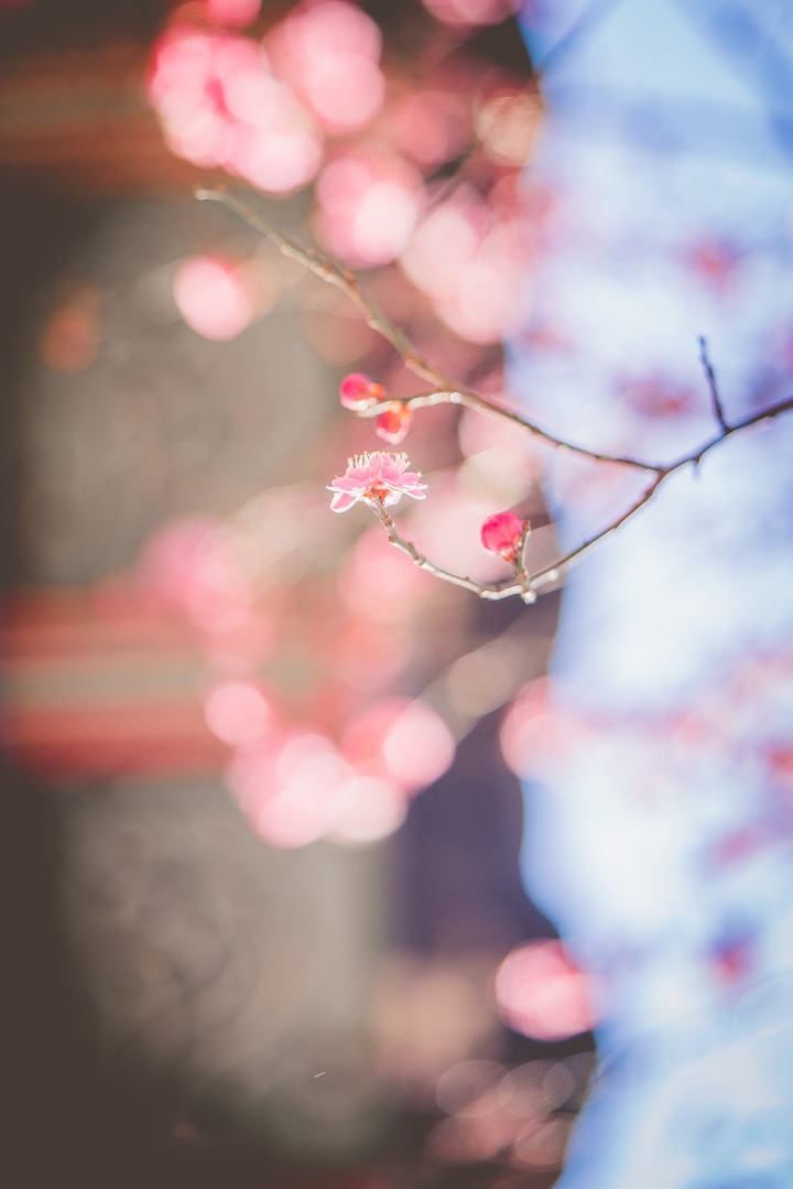 japanese apricot_1