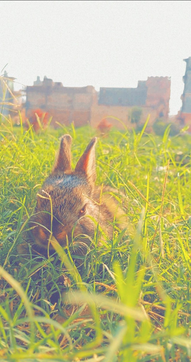 rabbit