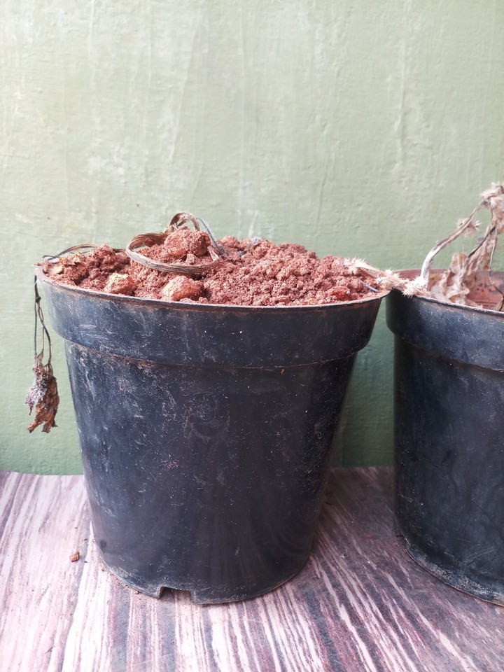 Dead Plant