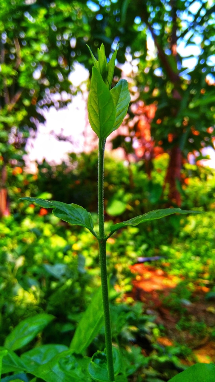 beauty of nature ?✨
