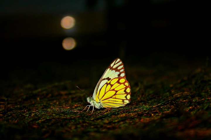 butterfly