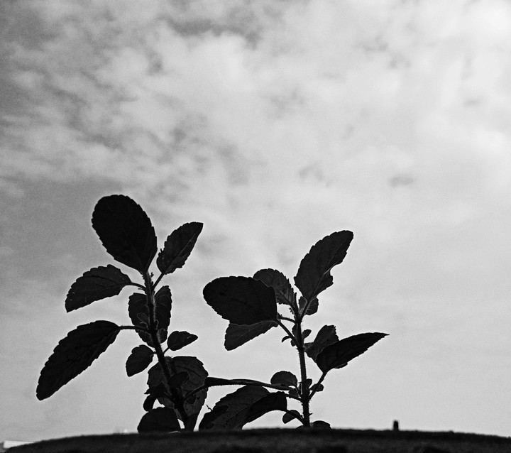 tiny plants