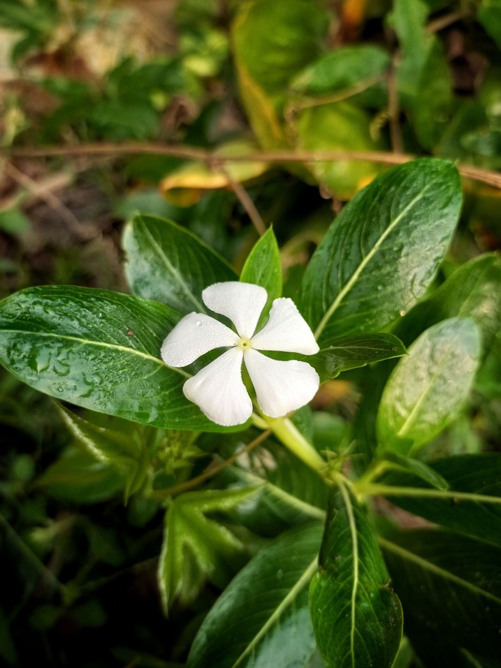 flower