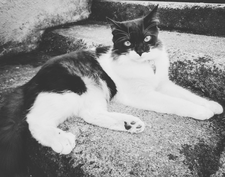Gatão