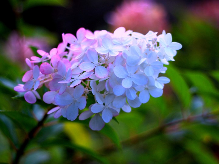 Hydrangea