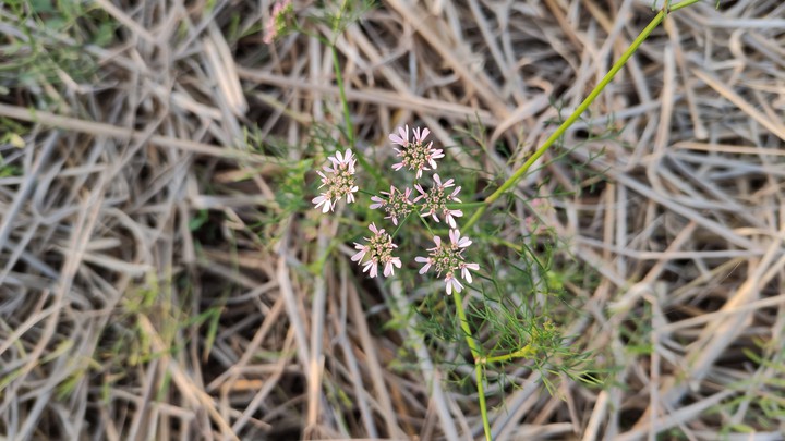 Tiny beauty
