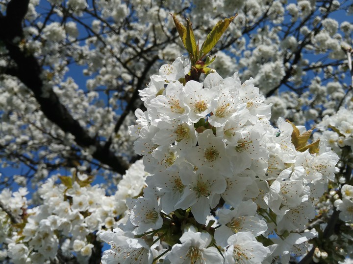 Cherry blossom