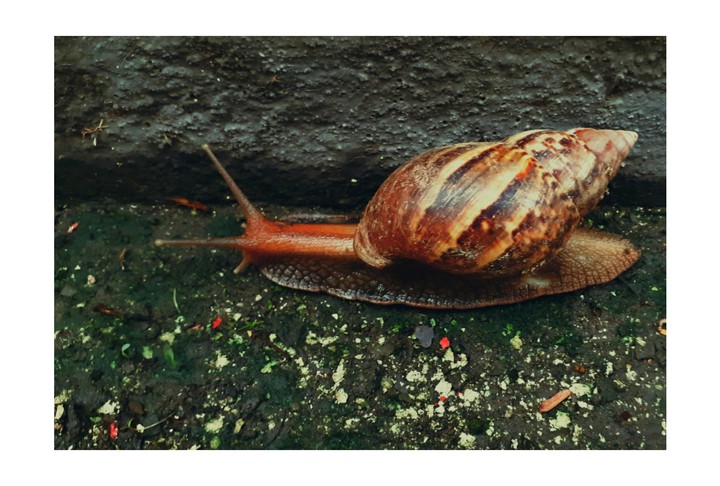 snail