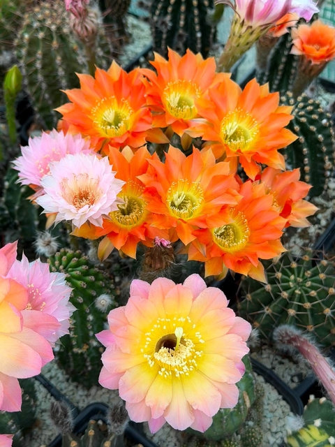 tapety Orange, Cactus
