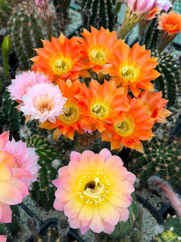 רקעים Pollen, petal