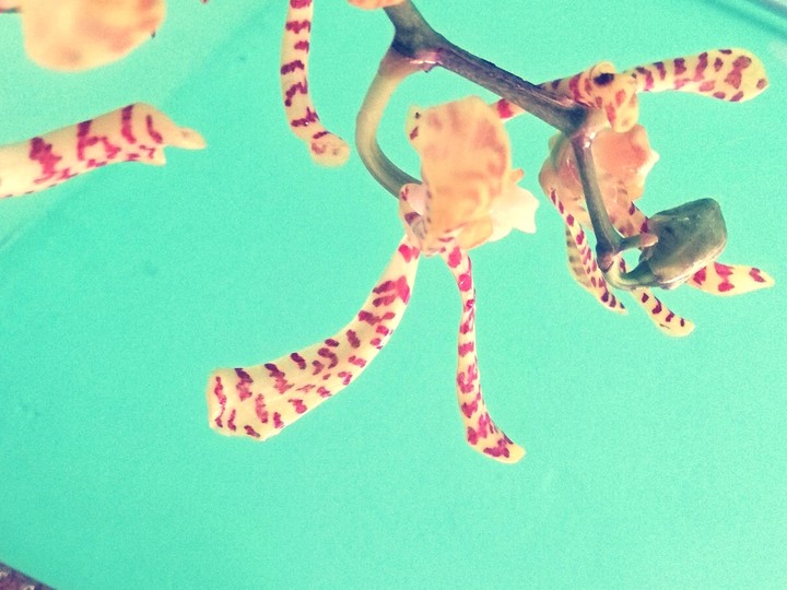 Dancing Spider
