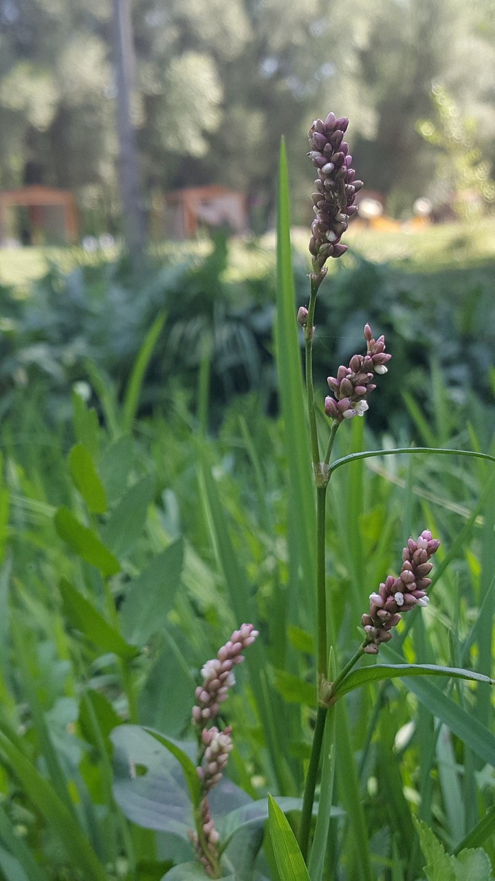 Summer Flowers
