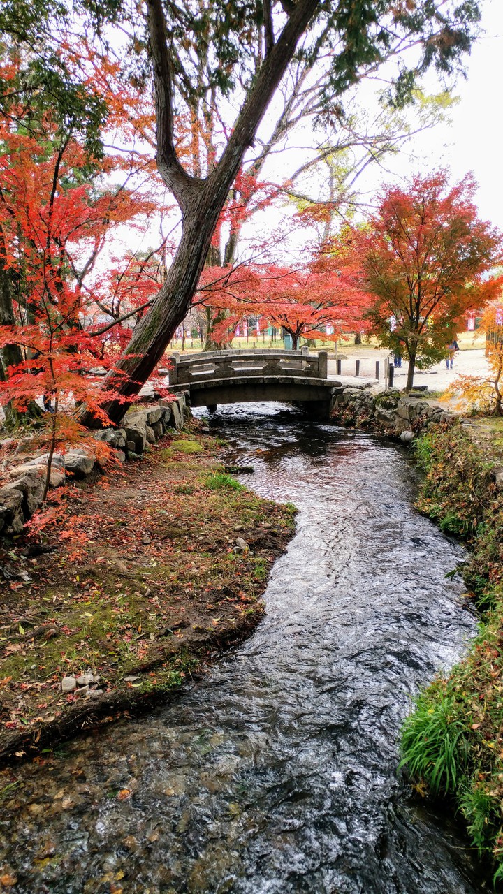 川辺の紅葉 Autumn leaves along the river