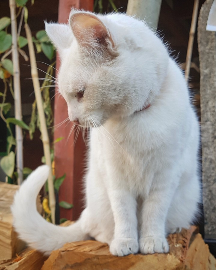 gato