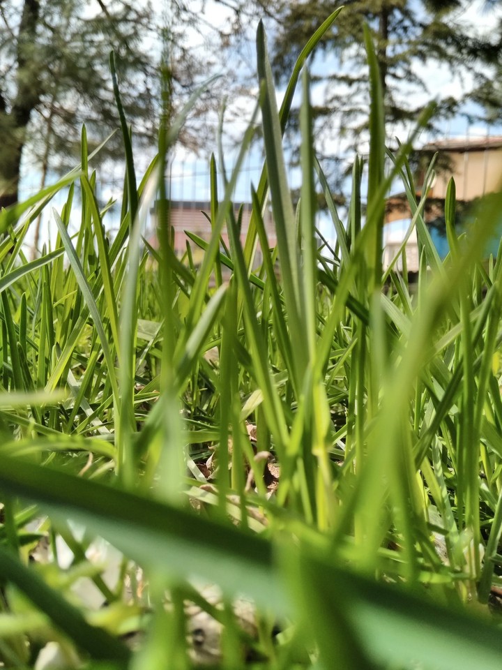 Hd grass