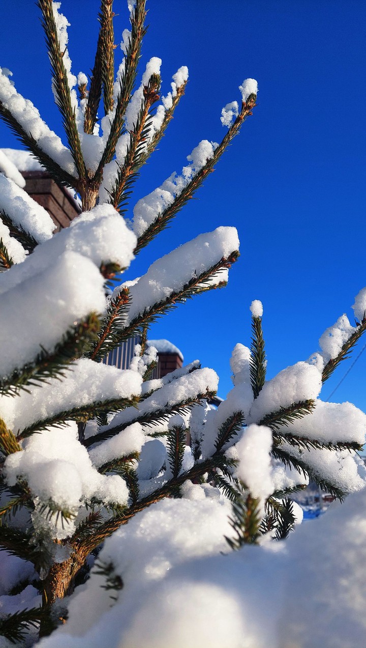 Christmas tree in the snow