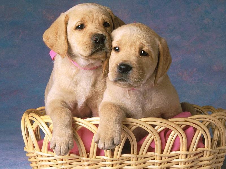cute puppies