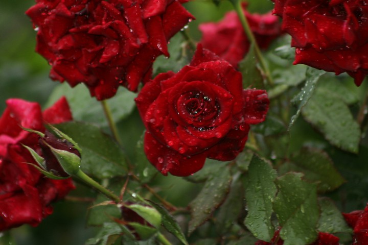 reds roses