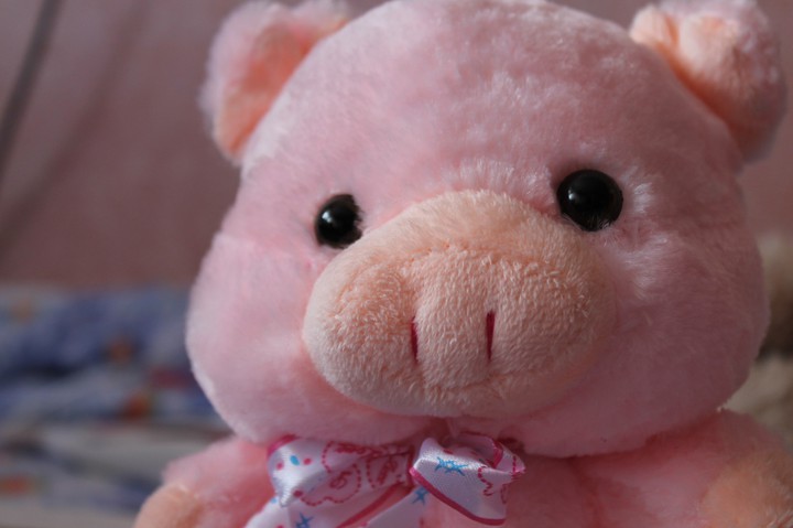 pig