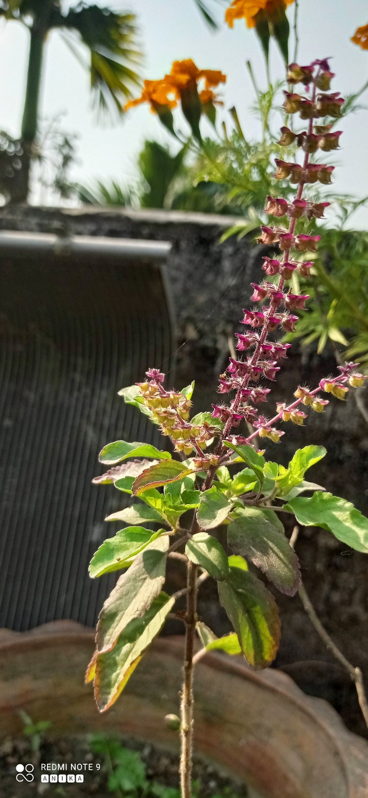 roof top garden