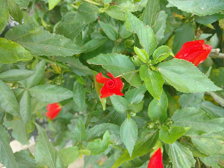 flower