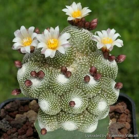 cactus, flower achtergronden