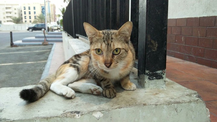 puSsy cat