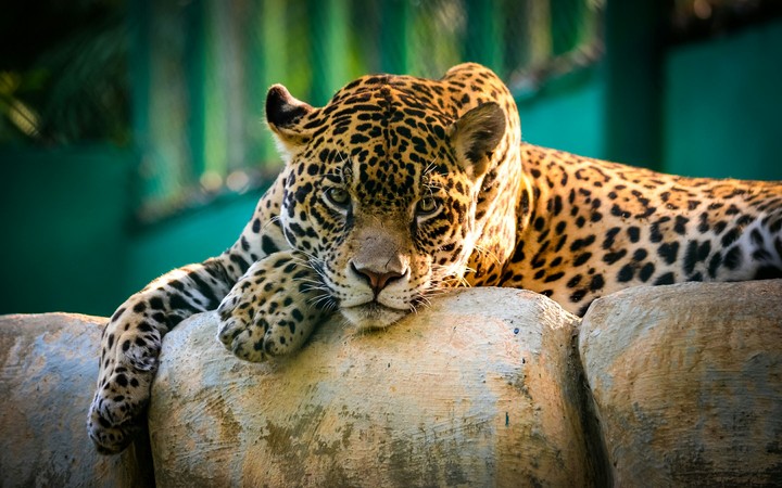 wildcat