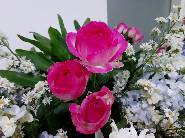 pink roses