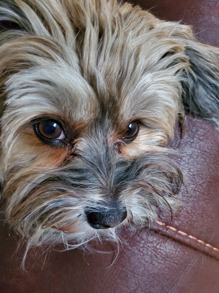 tbear