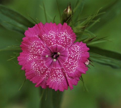 sfondi flower, Water