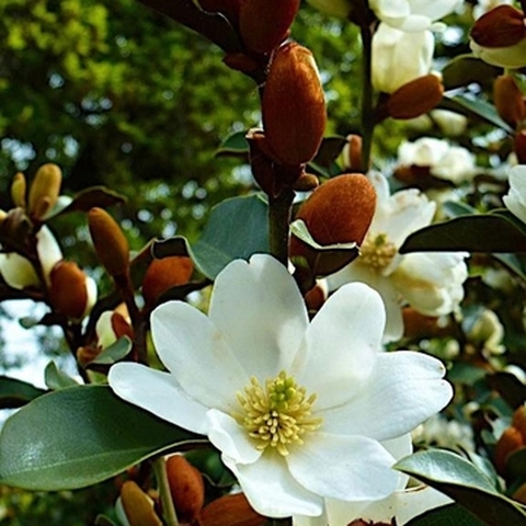 Natura