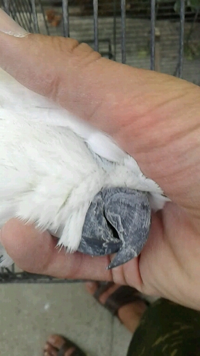 Parrot Cockatoo