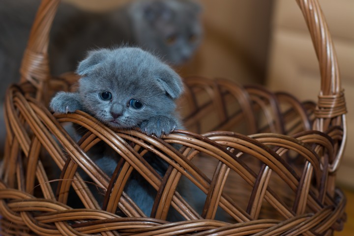 Kitten British Shorthair Cute