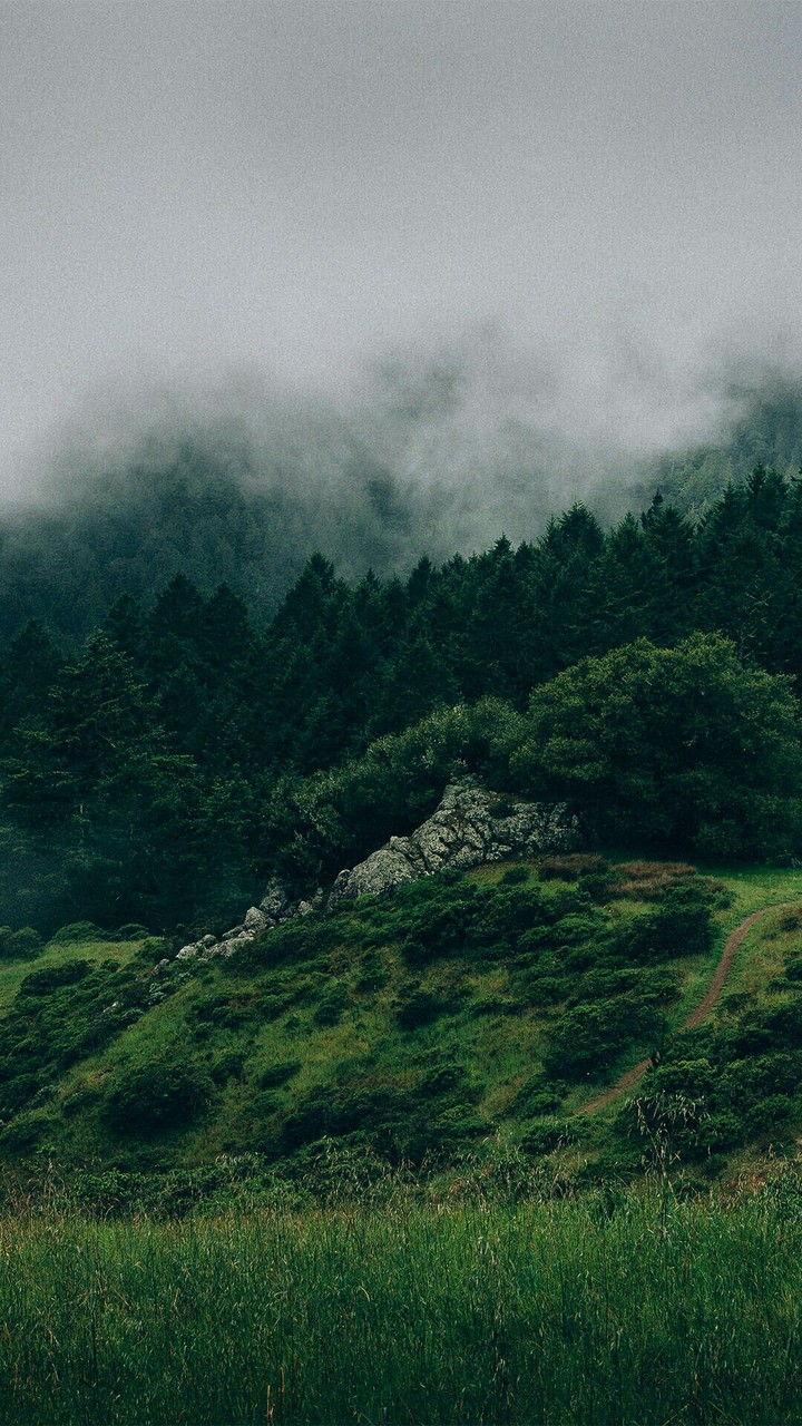rainforest