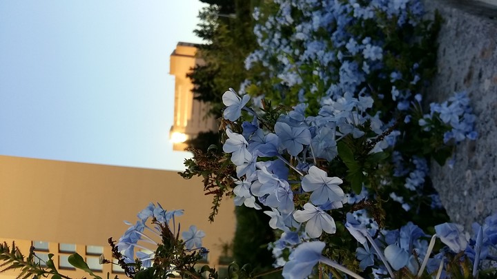 Flowers at sunset