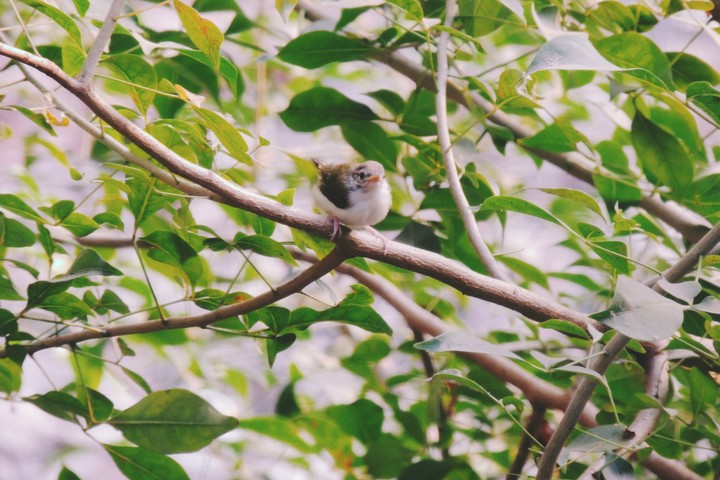My tiniest mate 
