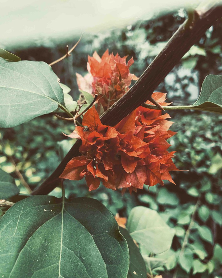 plant