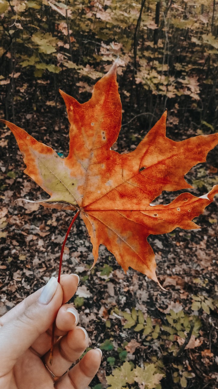 Maple Leaf