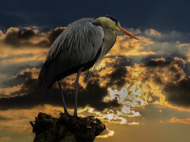 bird
