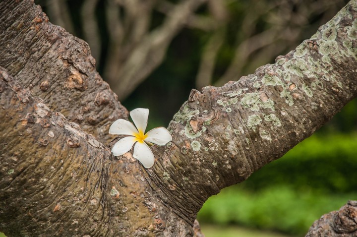 Frangipani flowers