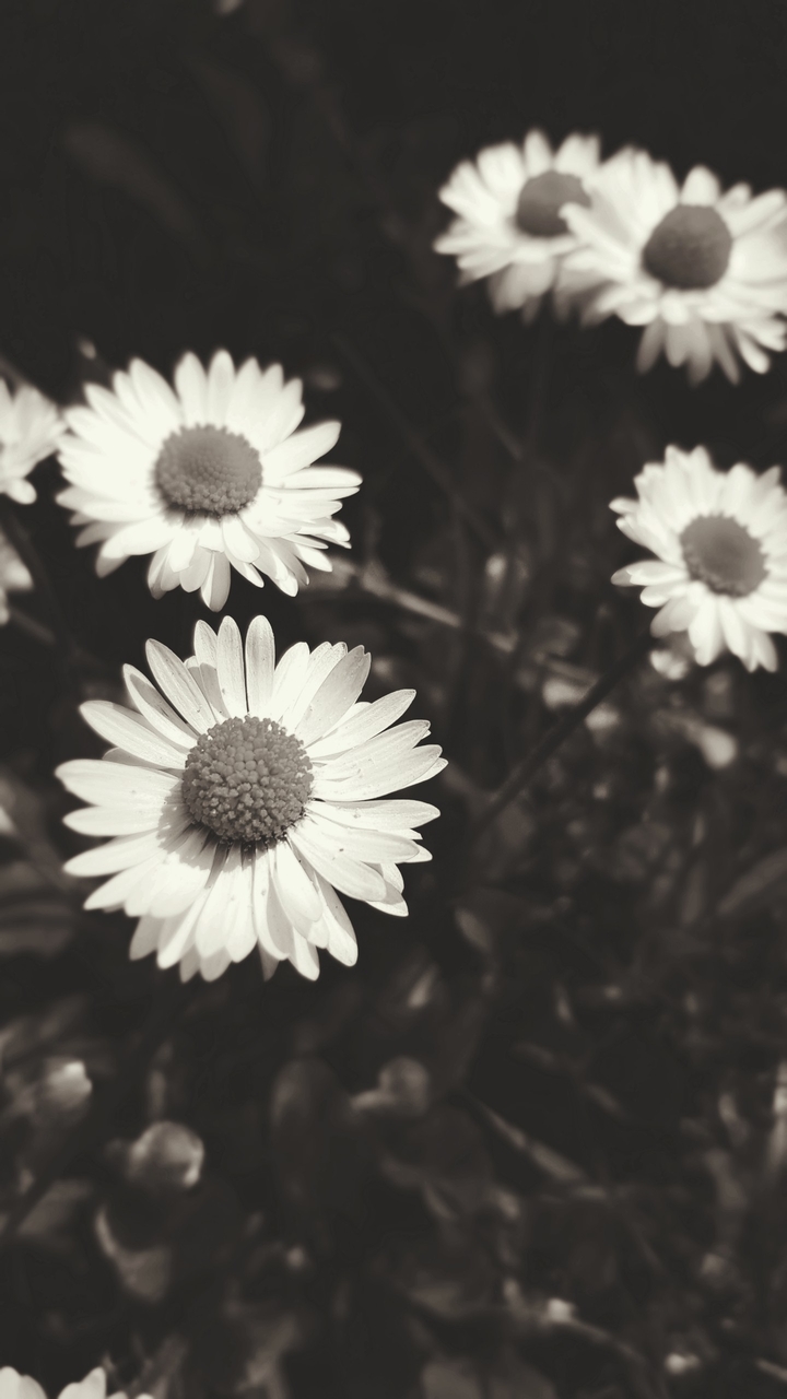 Daisy black and white