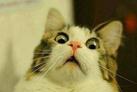 funny cat