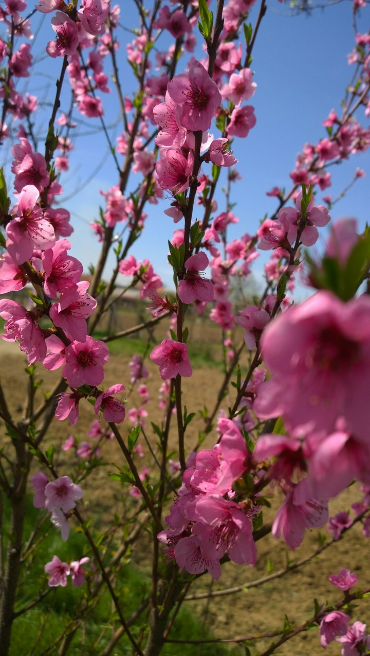 Beautiful Flower