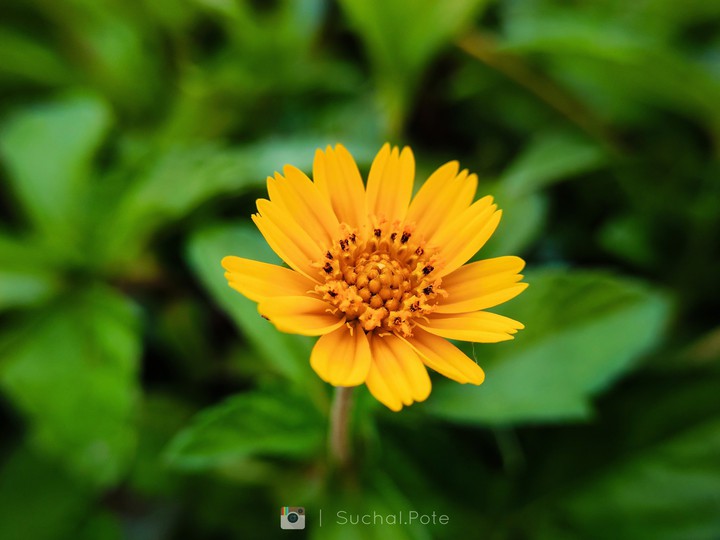 yellow flower