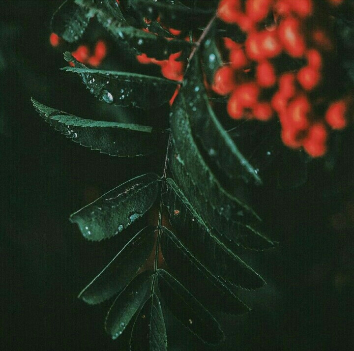 Cherry 