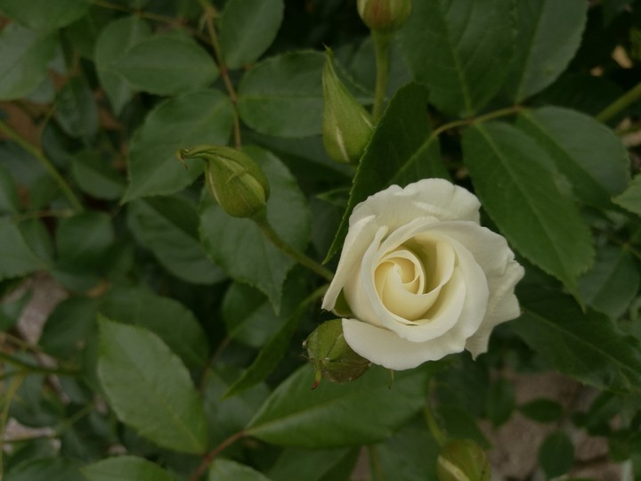 white rose